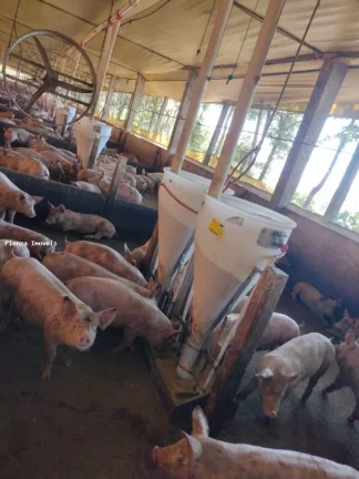 Imagem Granja para Venda em Seara, Interior