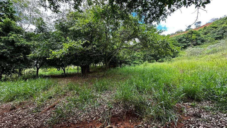 Imagem Terreno de aproximadamente 47 hectares no Periquito MG