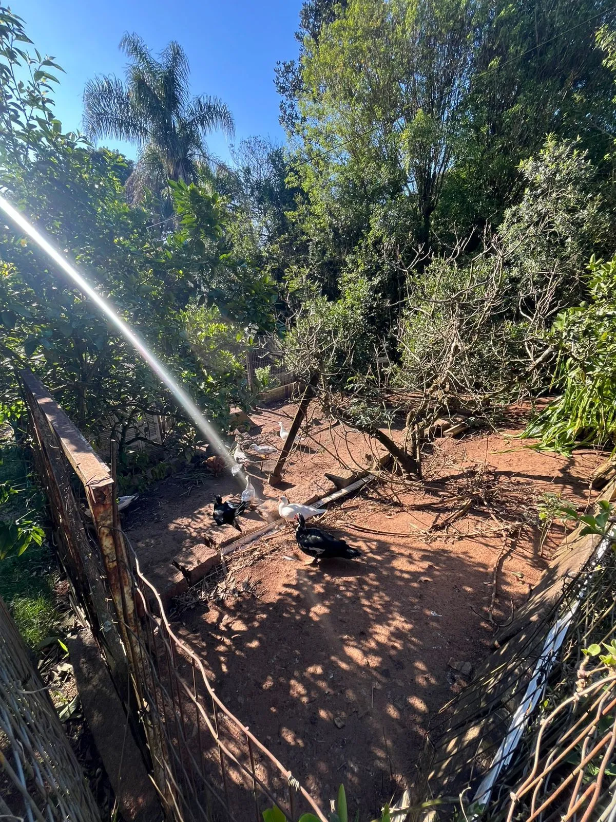 Imagem Terreno Amplo com 3 Casas - Vila Nova, Porto Alegre