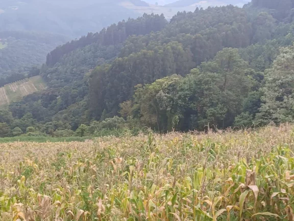 Imagem Área Agrícola para Venda em Irani, Interior