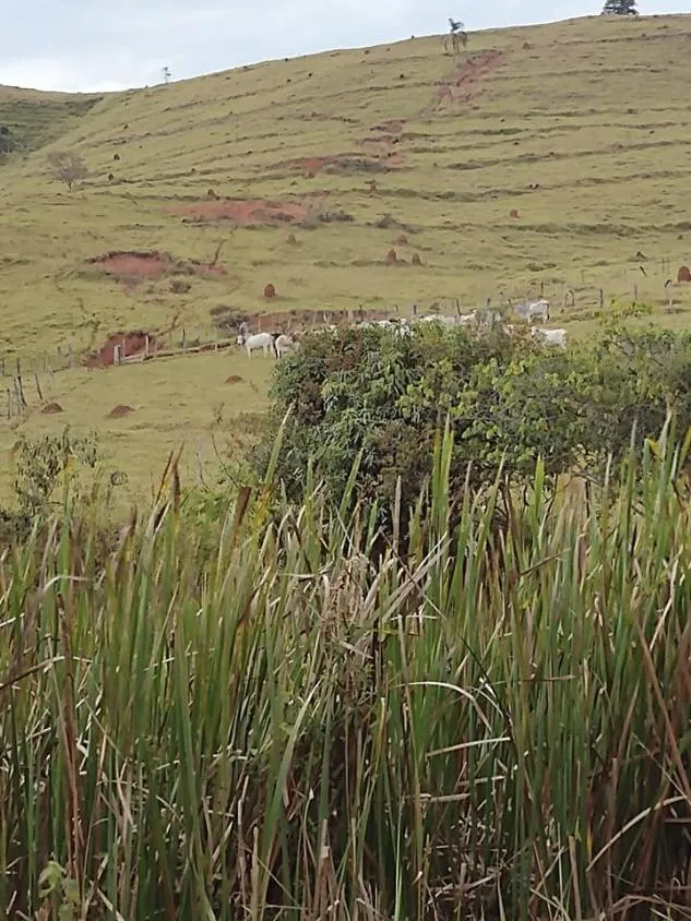 Imagem Venda de Fazenda em Crucilândia 48 hectares de terra
