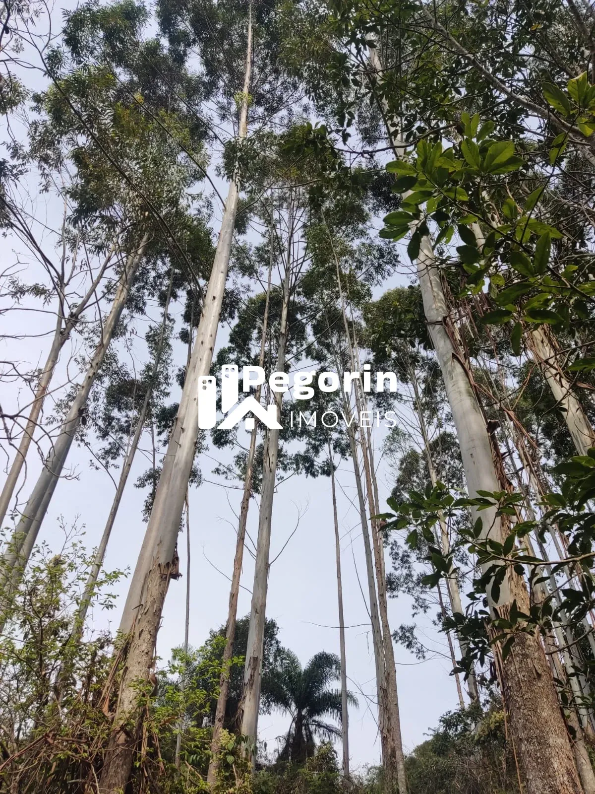 Imagem CHÁCARA EM CAMPO MAGRO 51.000M²