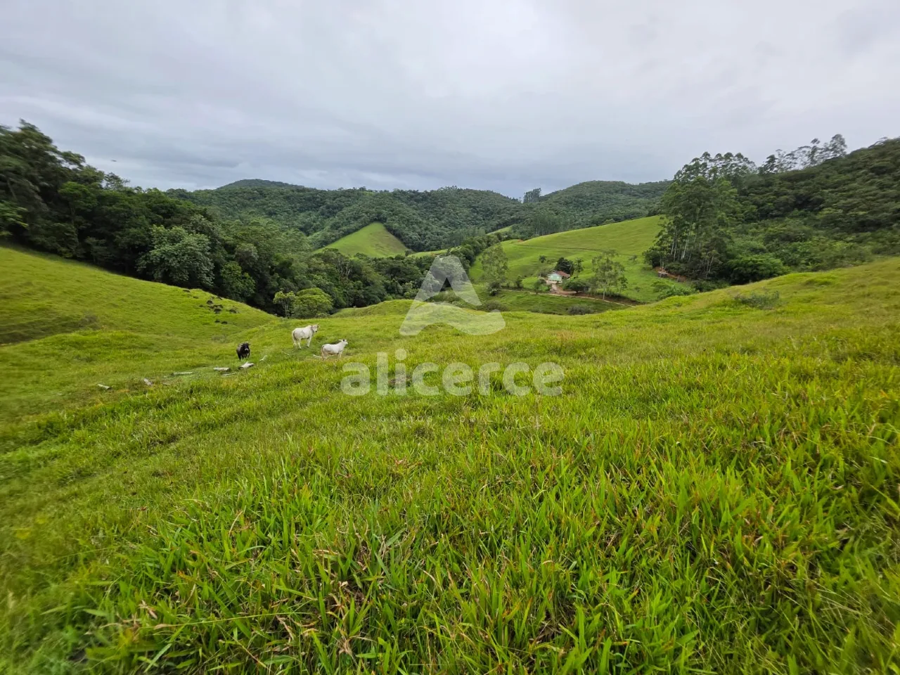 Imagem Sítio à venda em Antônio Carlos, SC, na Zona Rural - Morro da Gloria.