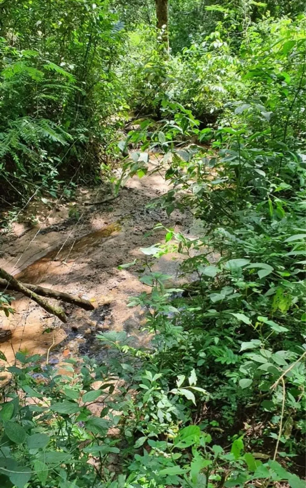 Imagem Sítio com 36.000 m² Natureza com conforto e linda vista? Itapeva/SP