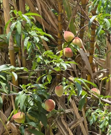 Imagem fazenda a venda mg