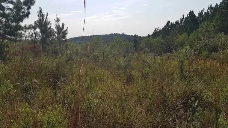 Imagem Área Rural para formar Chácara