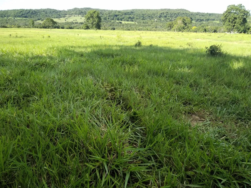 Imagem Fazenda de Rio Negro Mato Grosso do Sul-MS, Farms for sale in Brazil, farms in Brazil, Brazil farms