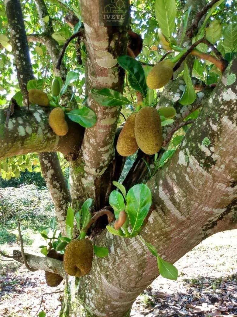 Imagem Linda Chácara à Venda no Bairro dos Camilos - Socorro/SP