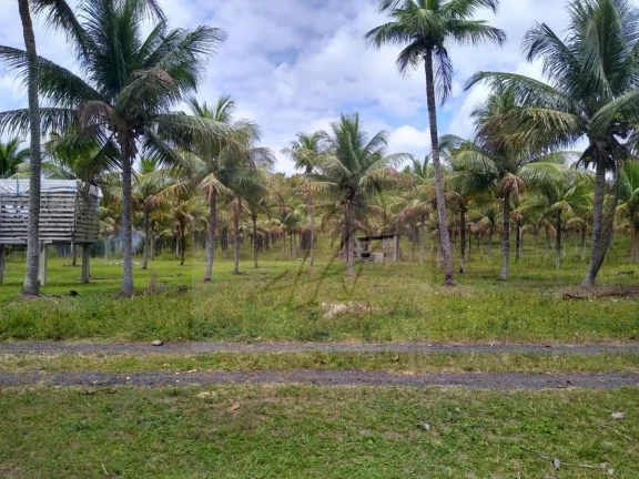 Imagem Vendo Fazenda produtiva 250mil m2, Conde / BA