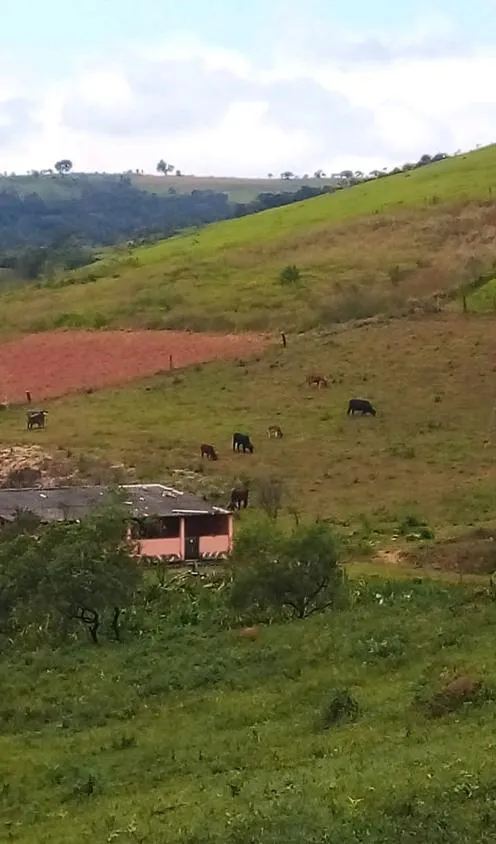 Imagem Vendo Chácara em Crucilândia com 5.000 m² de area