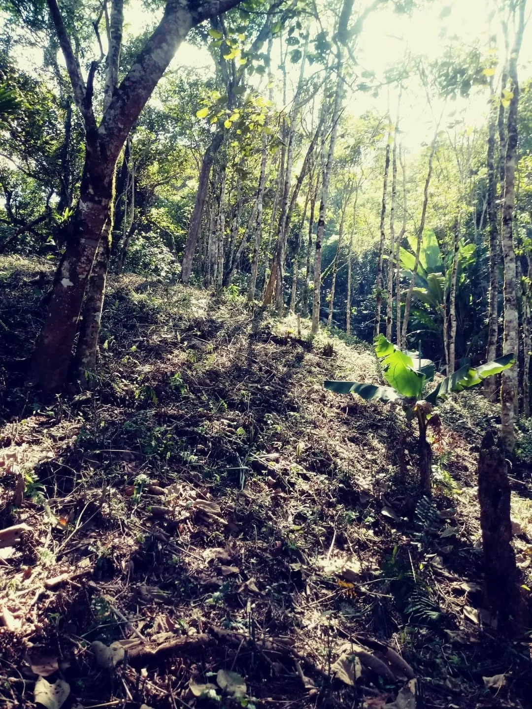 Imagem Chácara à venda 2 Quartos, 4 Vagas, 26000M², Bairro das Oliveiras, Pindamonhangaba - SP