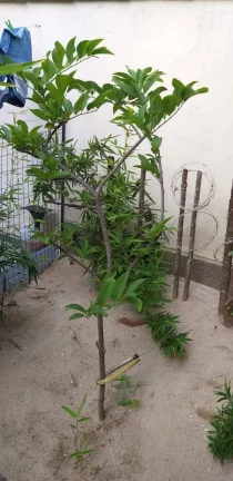 Imagem TRÊS CASAS À VENDA, NA PRAIA DO PERÓ EM CABO FRIO - RJ
