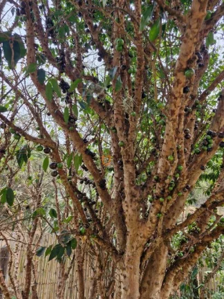 Imagem Chácara com 2 dormitórios à venda, 1100 m² por R$ 398.000,00 - Pitangueiras de Cima - Pedra Bela/SP