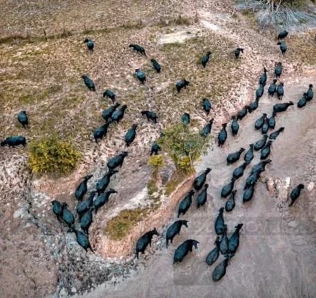 Imagem CASAL IMÓVEIS VENDE FAZENDA DE BUFALOS COM 300 ALQUEIRES