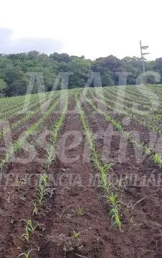 Imagem Excelente Sítio à venda em Aguapés, Osório/RS - 16 hectares