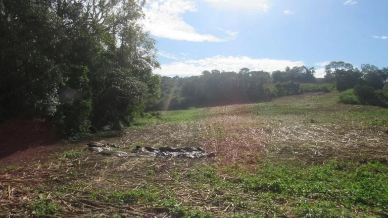 Imagem Área Agrícola para Venda em Concórdia, Barra do Pinhal