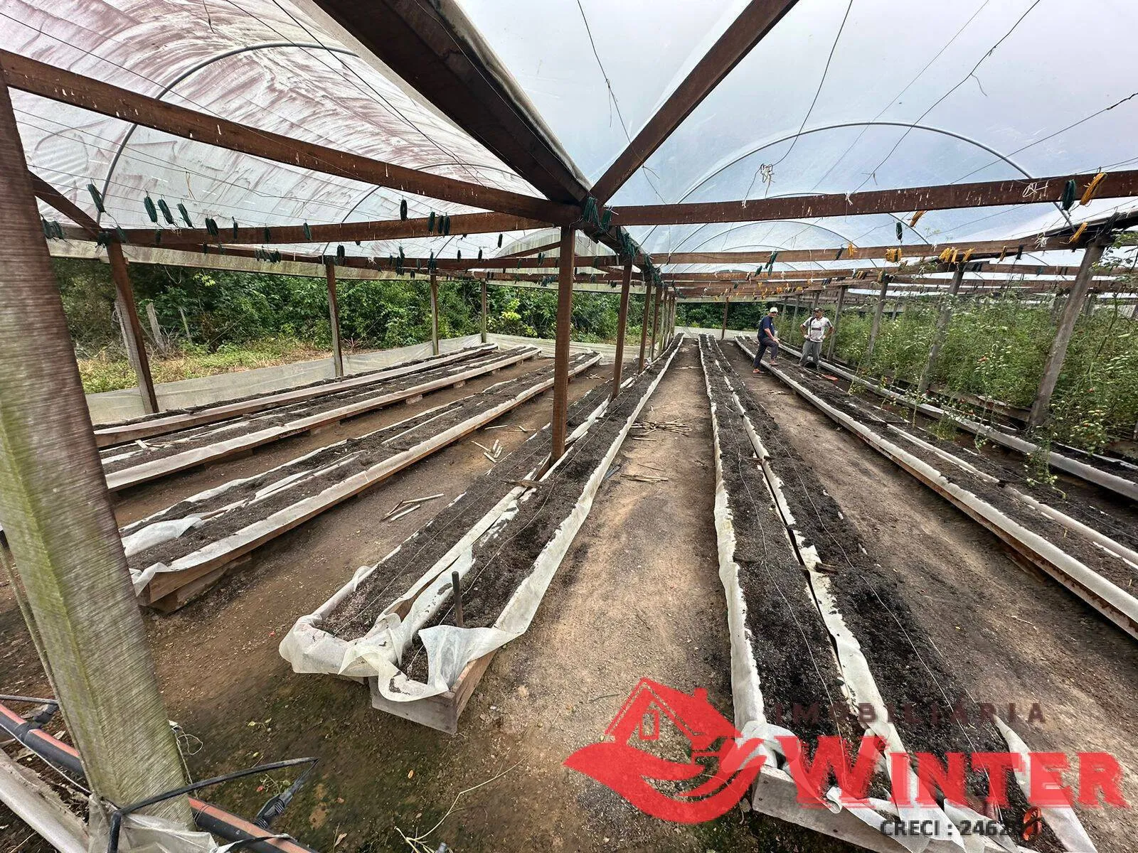 Imagem Plantação de tomates já produzindo.