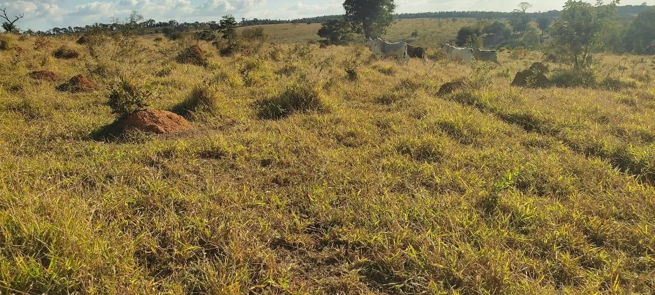 Imagem Vendo uma excelente fazenda na região de Itaúna/MG 212 hectares de terra