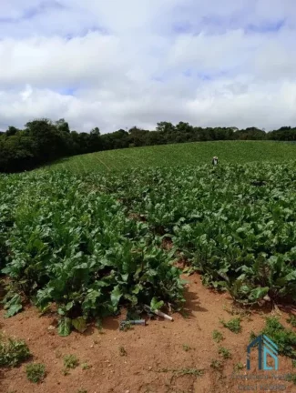 Imagem Área para plantio, bem localizada, asfalto na frente próximo a tudo em São José dos Pinhais PR