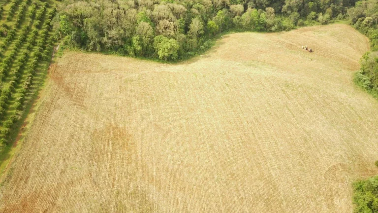 Imagem Área Agrícola para Venda em Concórdia, Rural