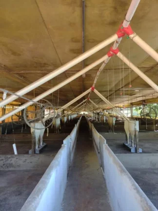 Imagem Granja para Venda em Seara, Interior