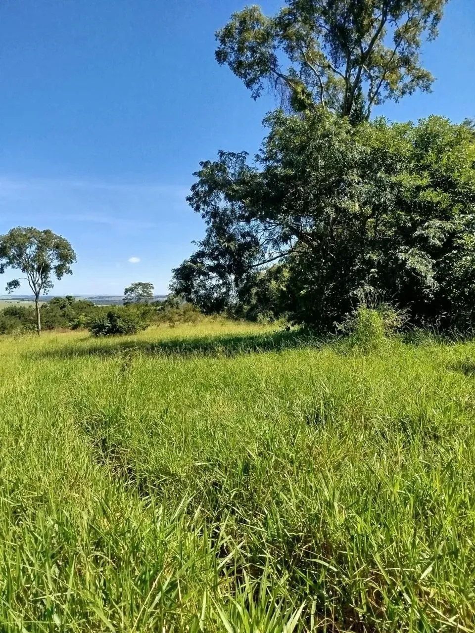Imagem Fazenda à Venda, 28 Alq. GO em Área Rural de Itumbiara - Itumbiara