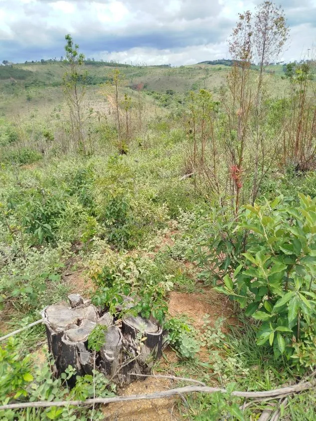 Imagem Vendo uma excelente fazenda em Oliveira / MG 100 hectares de área total;