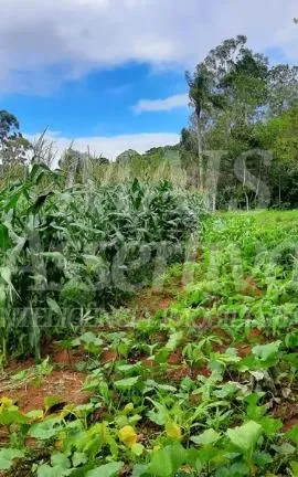 Imagem Excelente Sítio à venda em Aguapés, Osório/RS - 16 hectares