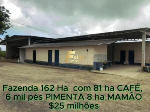 Imagem FAZENDA DE ALTO PADRÃO EM EUNÁPOLIS/BA 162 HECTARES DOCUMENTADOS 81 há de CAFÉ.
