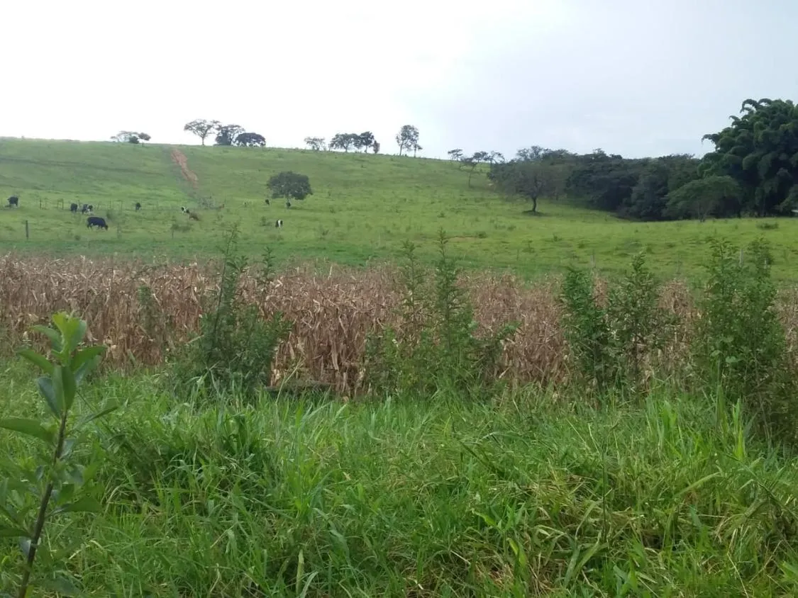 Imagem Terreno Espetacular à Venda em Carmópolis de Minas /MG 42 hectares de terra