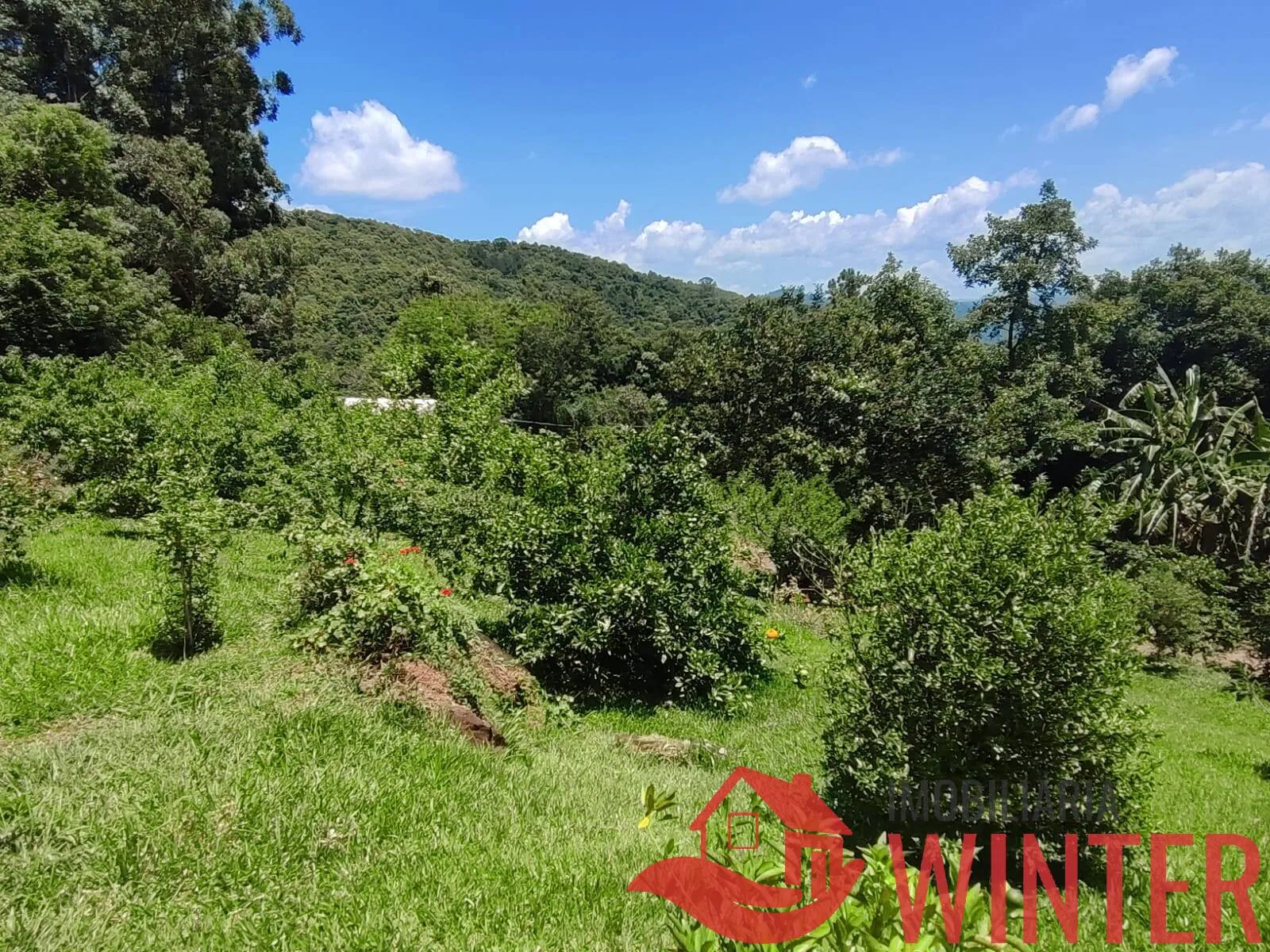 Imagem Sítio de 1,2 hectares com casa e piscina em São Roque, Feliz.