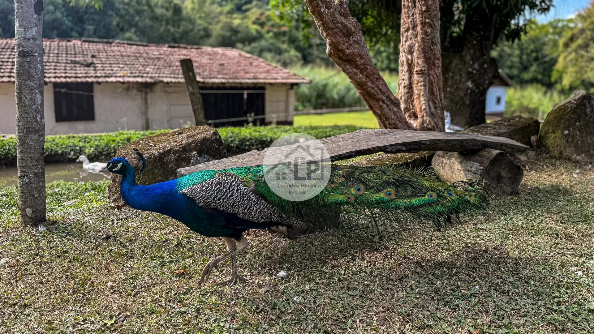 Imagem Fazenda/Sítios/Chácaras de 3 quartos, 150m² no bairro Penedo, em Itatiaia