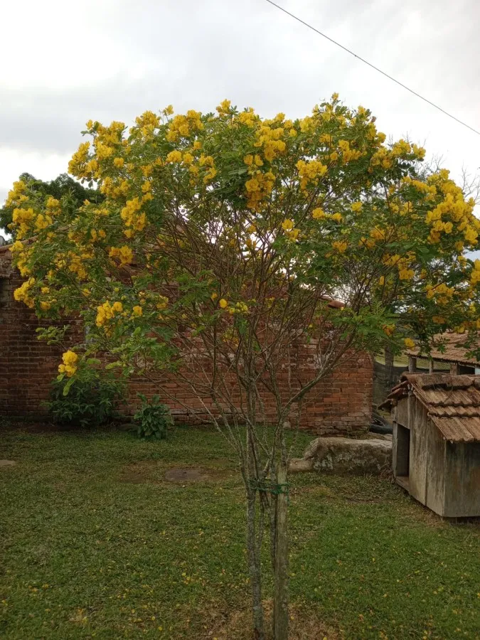 Imagem Sítio para Venda em Canguçu, zona rural, 3 dormitórios, 1 banheiro, 3 vagas