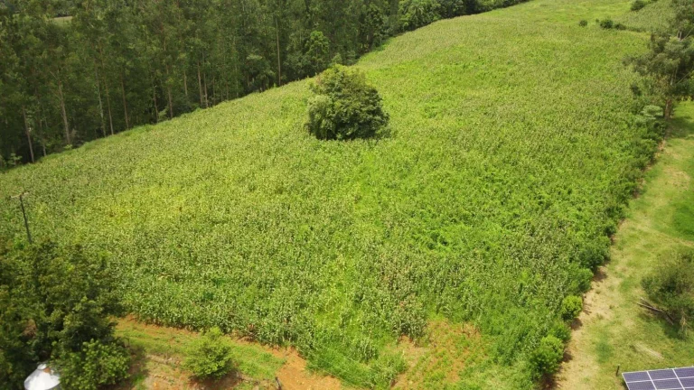 Imagem Área Agrícola para Venda em Jaborá, Rodovia
