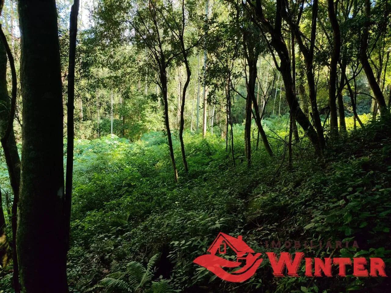 Imagem Áea de terras com 2,8 hectares em Bom Princípio.