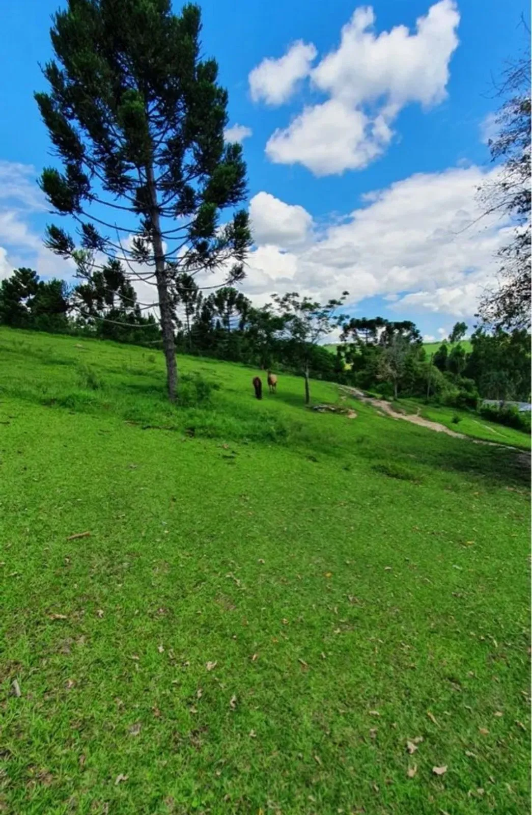 Imagem Sítio com 36.000 m² Natureza com conforto e linda vista? Itapeva/SP