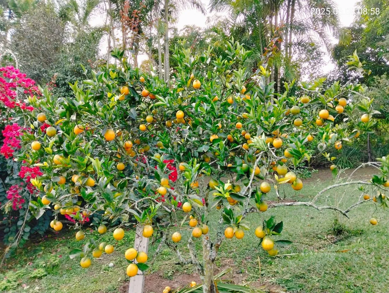Imagem Sítio para Venda em Paraibuna, Área Rural de Paraibuna, 5 dormitórios, 3 banheiros, 5 vagas