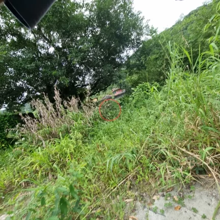 Imagem TERRENO PLANO COM ESCRITURA DEFINITIVA, COM 1.150 METROS, TODO MURADO,EM BOISSUCANGA. OTIMA LOCALIZAÇÃO