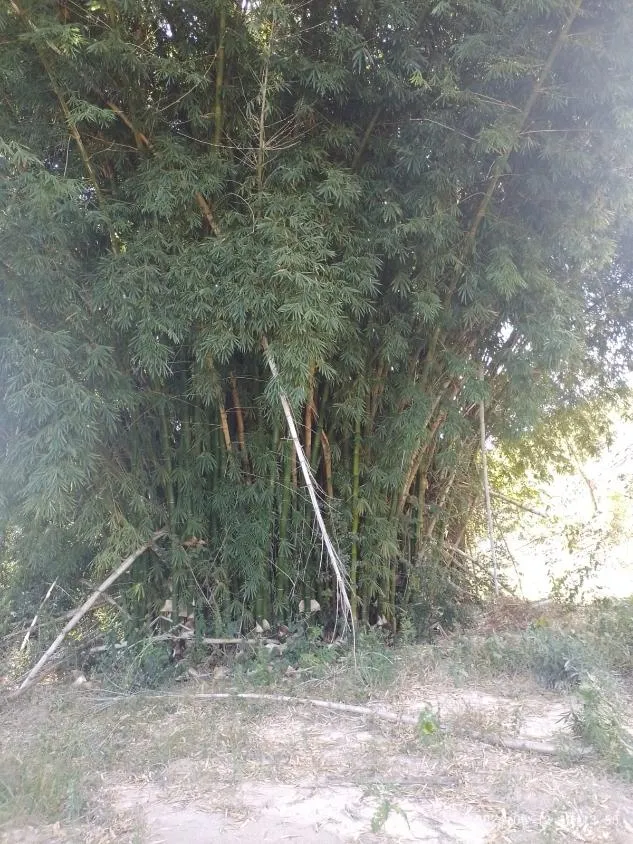 Imagem Ótima Oportunidade em Itaguara/MG: Terreno de 6 Hectares no Povoado Boa Vista