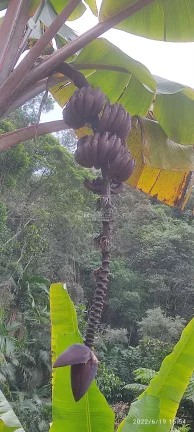 Imagem VENHA CONHECER O PARAÍSO NOVA TRENTINO! SÍTIO RECANDO DA ESPERANÇA Você está em busca de um refúgio tranquilo, próximo à natureza