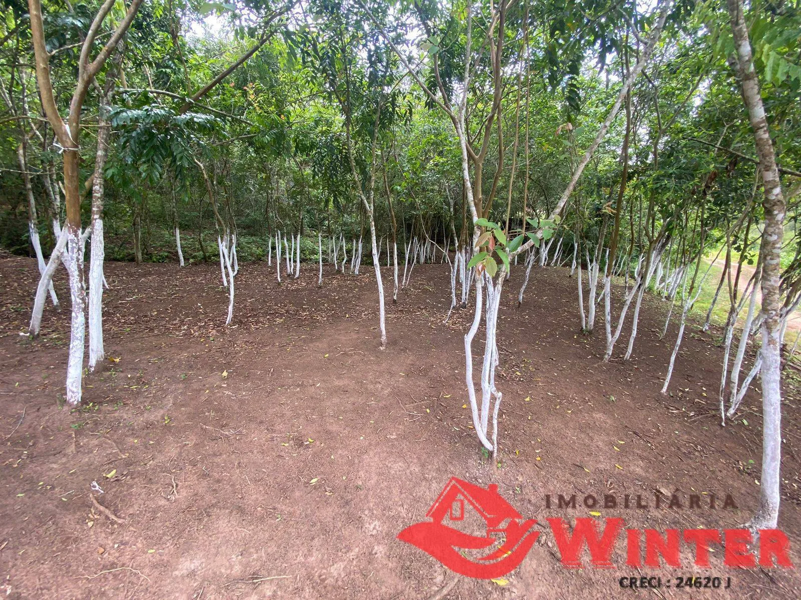 Imagem Área de terras com 6,3 hectares em São Roque, Feliz.