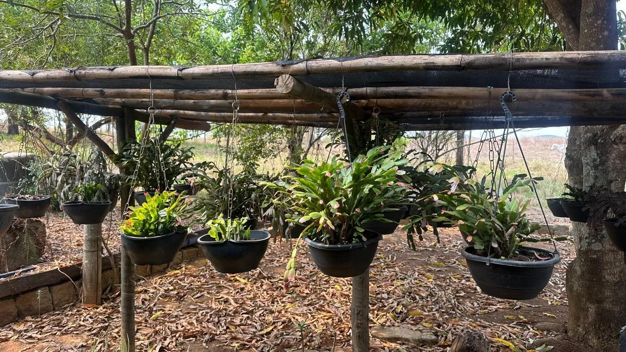 Imagem FAZENDINHA À VENDA - PASSA TEMPO (MG) 51 hectares de terra