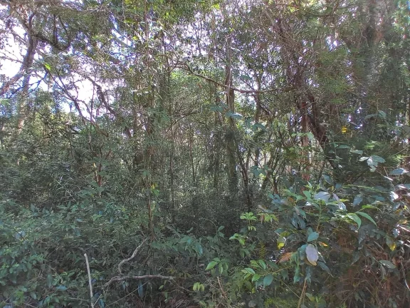 Imagem Lindos terrenos (2), belíssima mata nativa, privativo, Águas Claras
