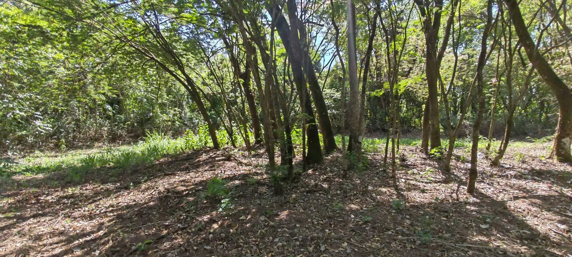 Imagem Chácara a venda em Cascavel, com 2,0992 hectare cada uma e matrícula indiviauais.