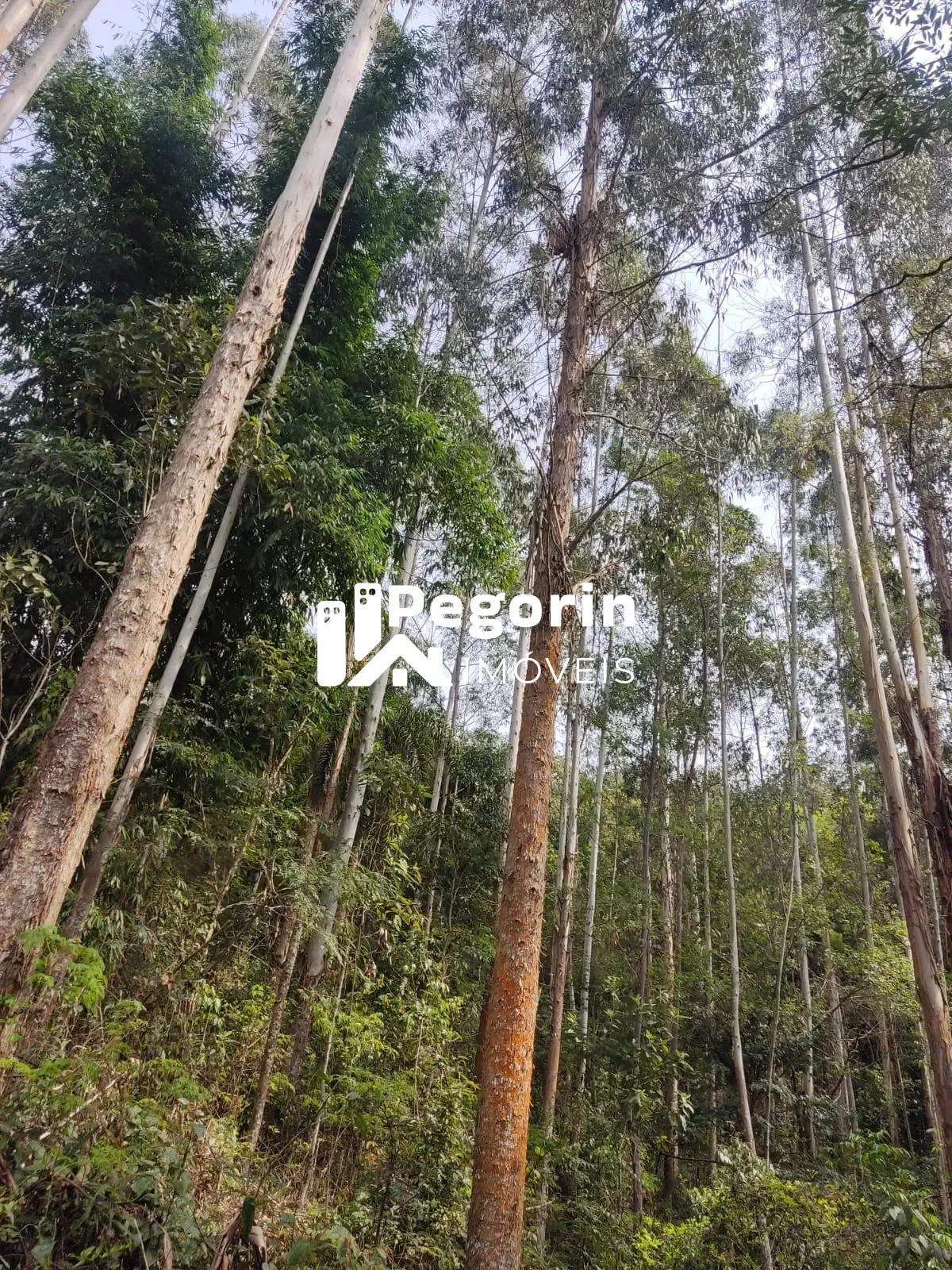 Imagem CHÁCARA EM CAMPO MAGRO 51.000M²
