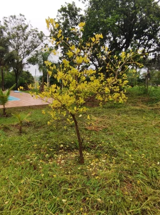 Imagem Sítio de alqueires 1.2 na Prata em Aracatuba tem opção de 4. 5 e de 2.4 alq