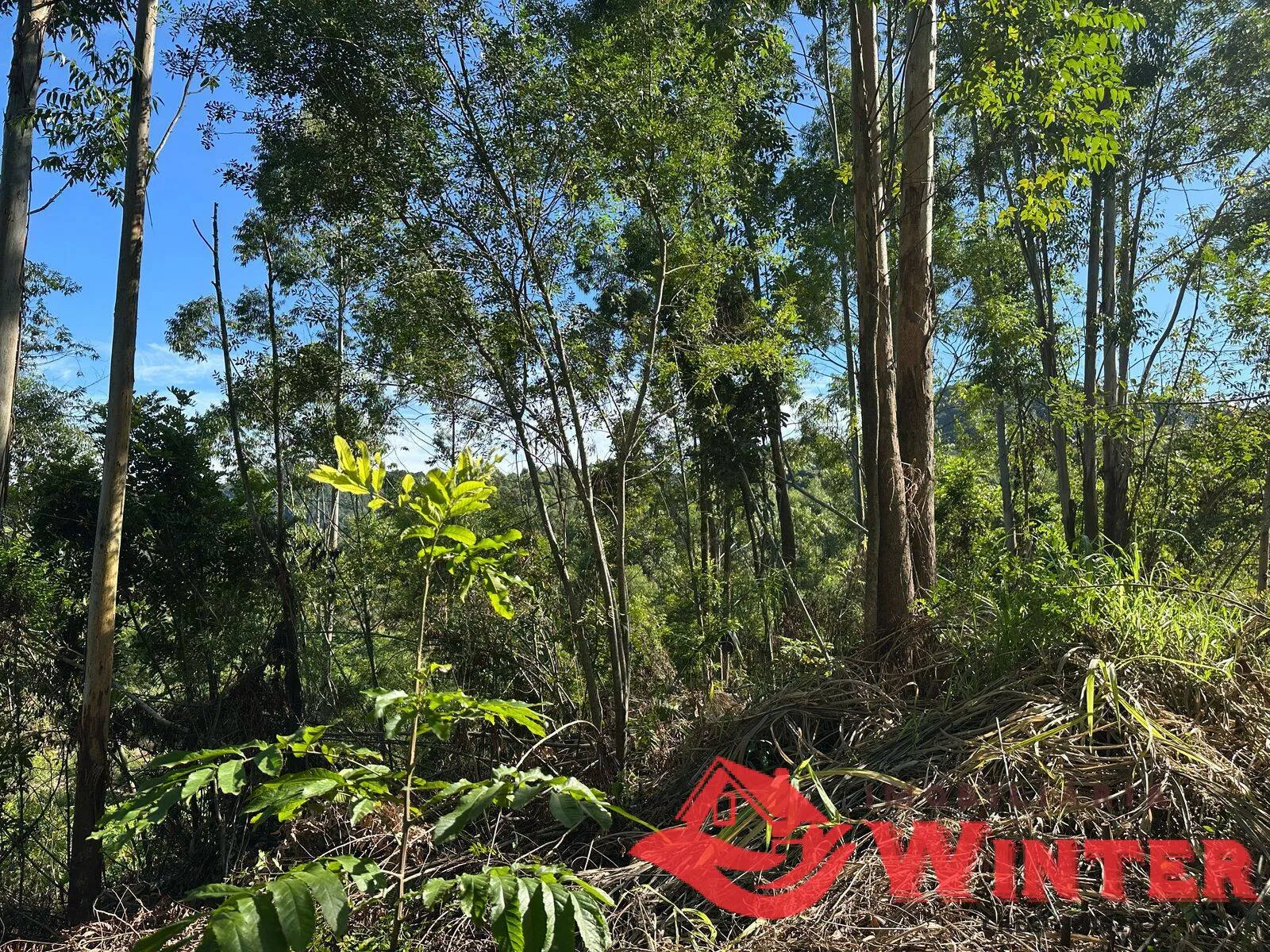 Imagem Área de terras com 3.000m² próprio para um chácara.