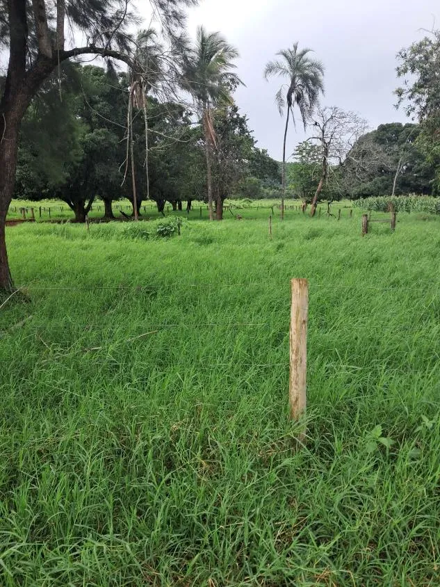 Imagem FAZENDA a venda 95ha em CURVELO/MG