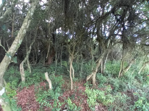 Imagem INVESTIDORES !!! - Excelente área de 2 Hectares, em Águas Claras, Viamão