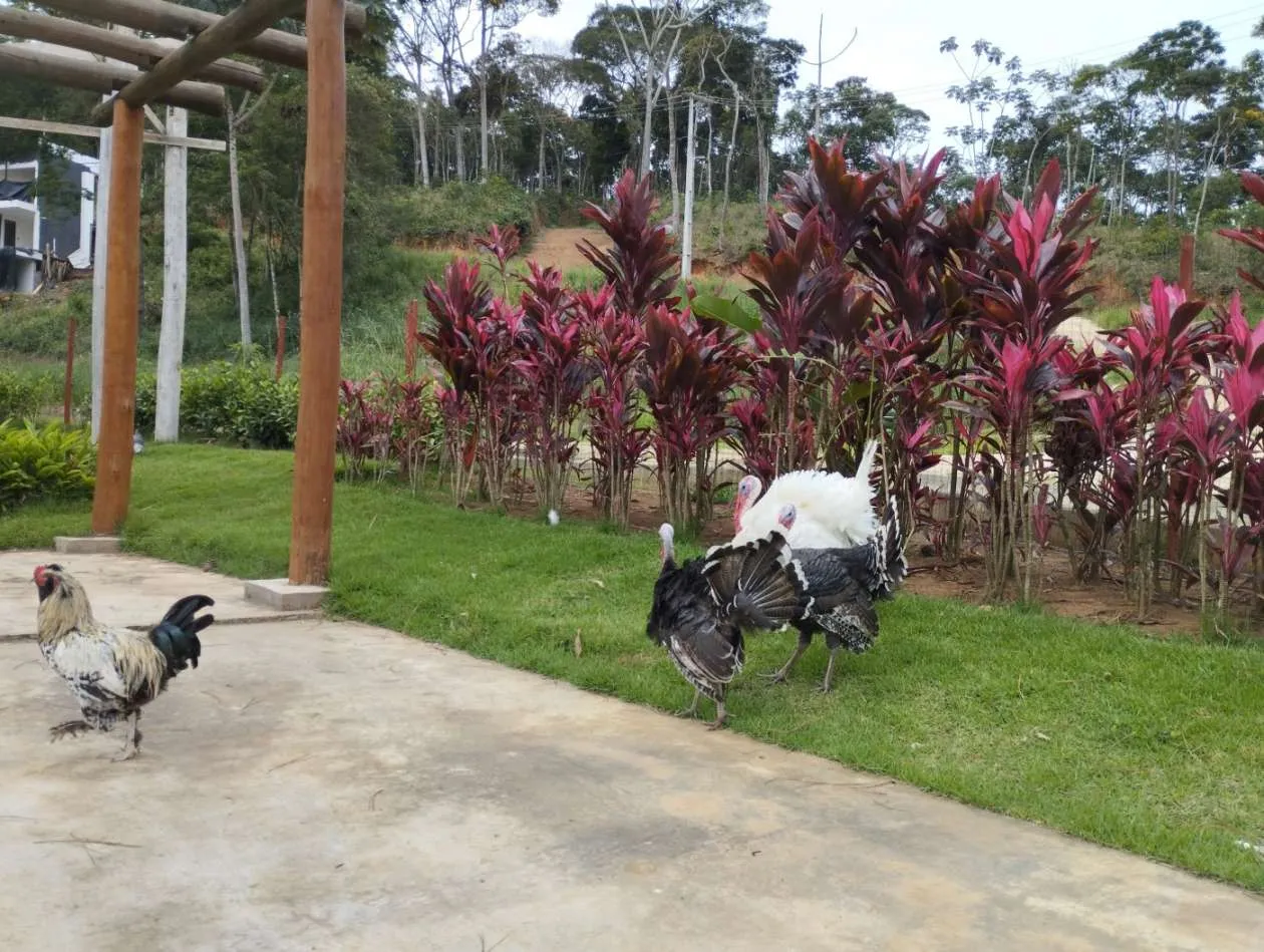Imagem Terreno em Condomínio para Venda em Teresópolis / RJ no bairro Fazenda Alpina